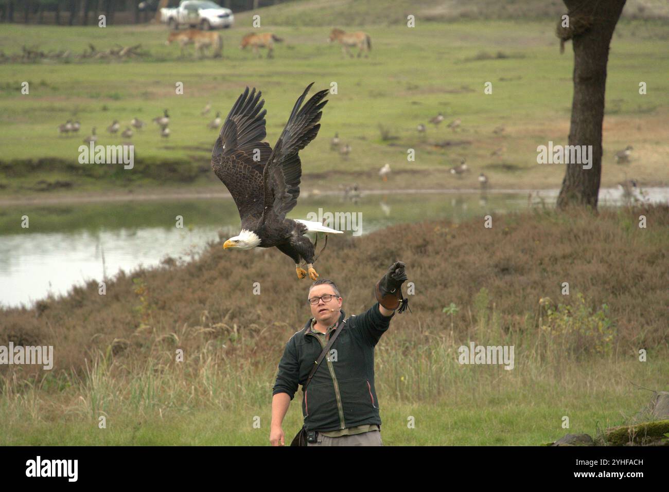 Majestätische Ausstellung: Falconer und American Eagle im Flug Stockfoto