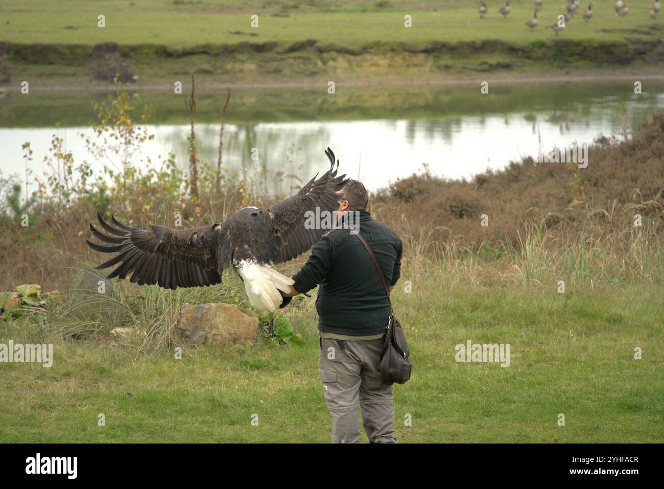 Majestätische Ausstellung: Falconer und American Eagle im Flug Stockfoto