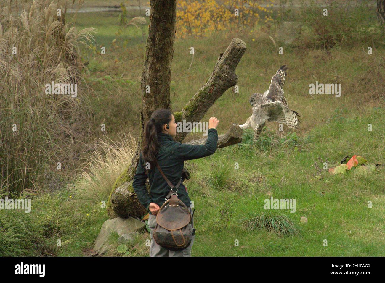 Majestätische Ausstellung: Falconer und American Eagle im Flug Stockfoto