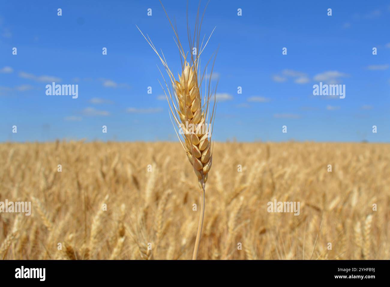 Die Nahaufnahme des Einohres von Weizen. Erntebeginn. Im Hintergrund ein Getreidefeld, ein Horizont und ein blauer Himmel Stockfoto