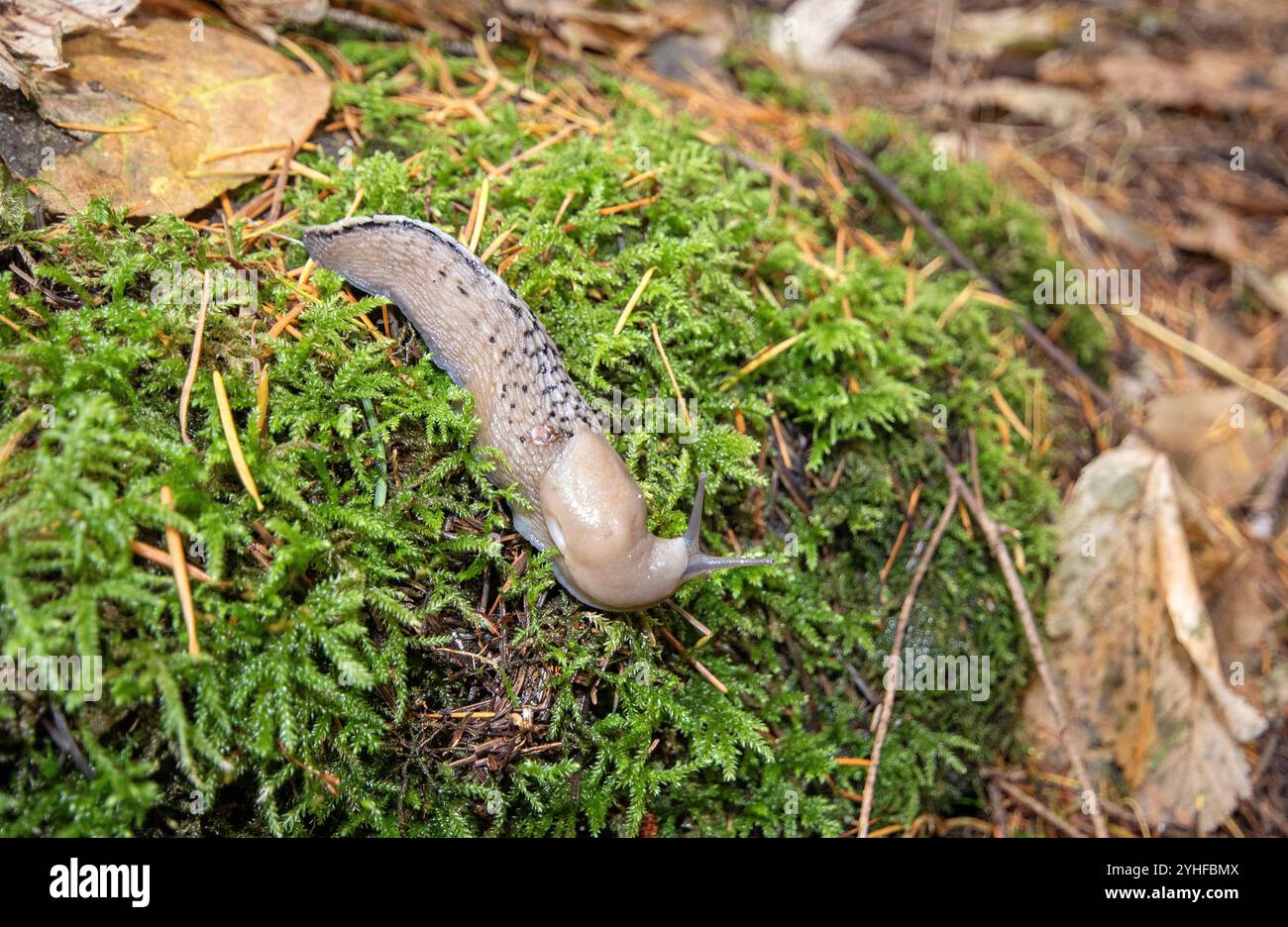 Leopardenschnecke oder große graue Schnecke (Limax maximus), Foreste Casentinesi Monte Falterona und Campigna Nationalpark, Toskana, Italien Stockfoto