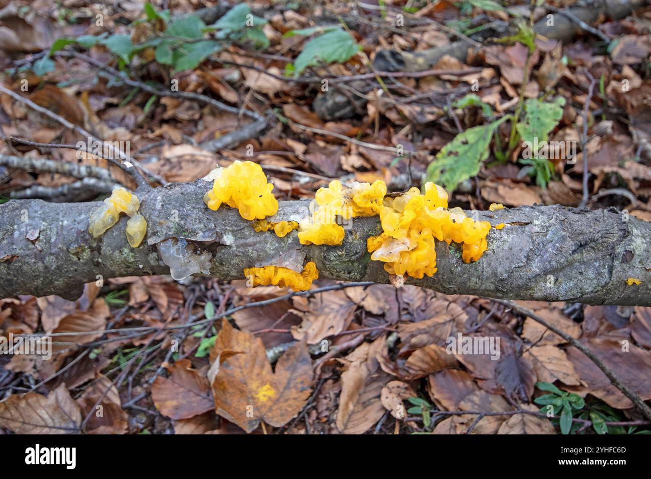 Gelbe Hexenbutter (Tremella mesenterica), Foreste Casentinesi Monte Falterona e Campigna Nationalpark, Toskana, Italien Stockfoto