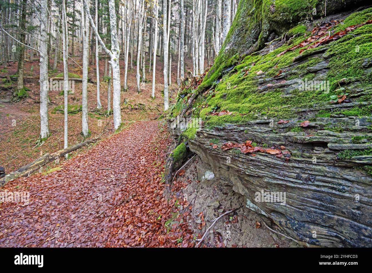 Herbst im Nationalpark Foreste Casentinesi Monte Falterona e Campigna, Toskana, Italien Stockfoto