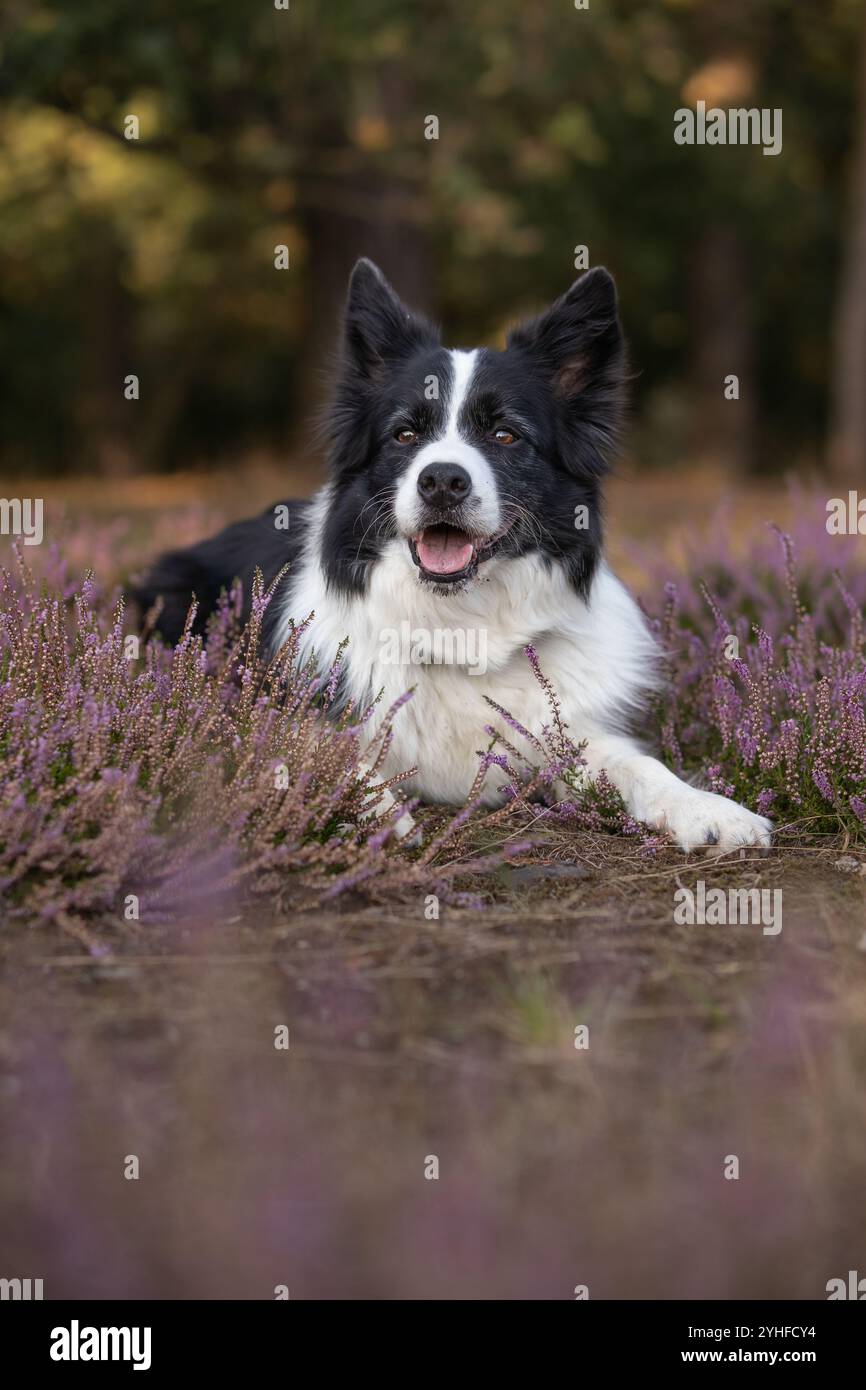 Vertikales Porträt des Schwarzweiß-Border-Collies in der Heidekrautanlage draußen. Niedliches Haustier legt sich auf die Wiese. Entzückendes lächelndes Tier in der Natur. Stockfoto