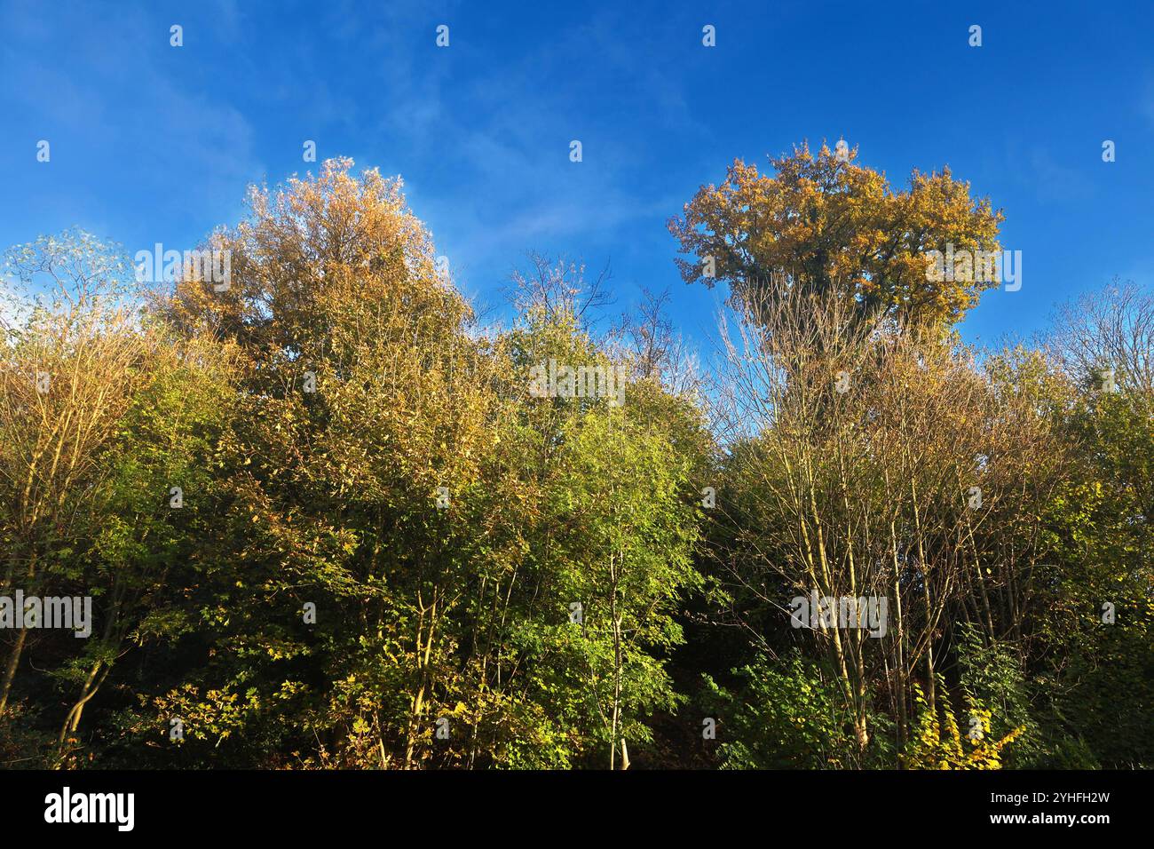 Heimische Laubbäume im Herbst Stiel-Eichen im goldenen Herbstlaub mit erheblichem Alter *** einheimische Laubbäume in Herbststieleichen im goldenen Herbstlaub mit beträchtlichem Alter Stockfoto