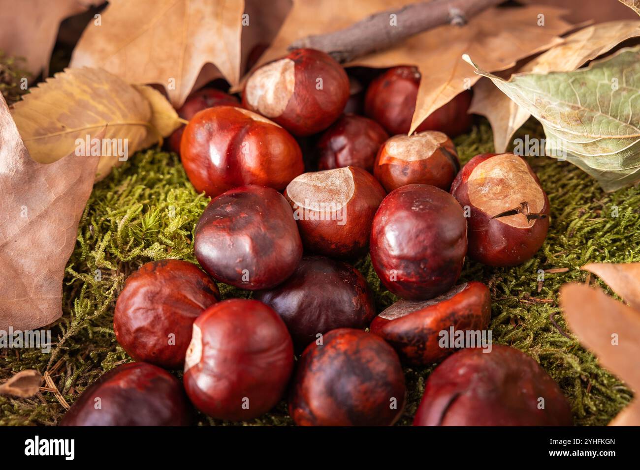 Trockene Blätter zusammen mit Kastanien, die von den Bäumen auf Moos gefallen sind Stockfoto