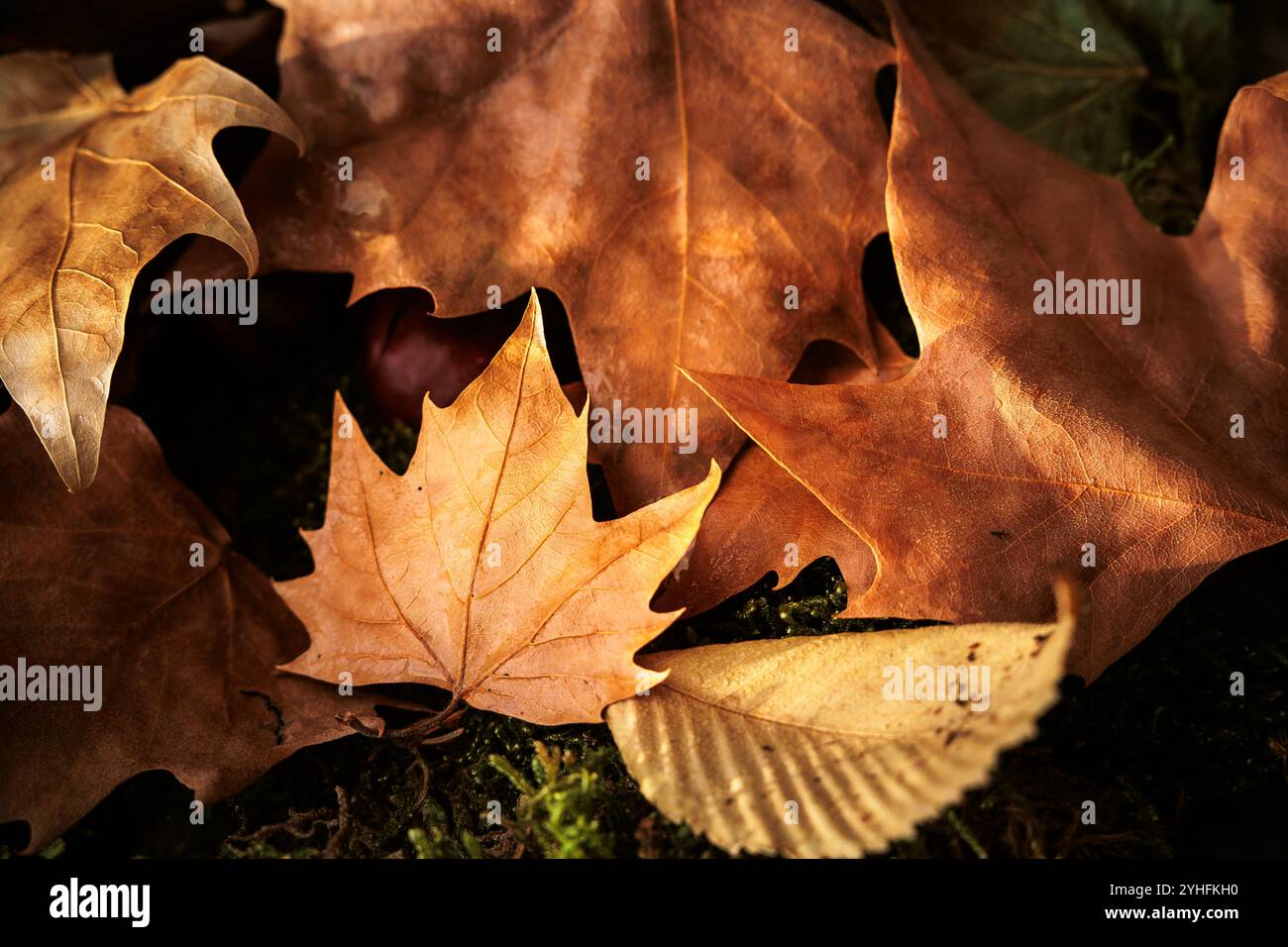 Nasse trockene Herbstblätter unterschiedlicher Farben auf dem Boden, die von Bäumen gefallen sind Stockfoto