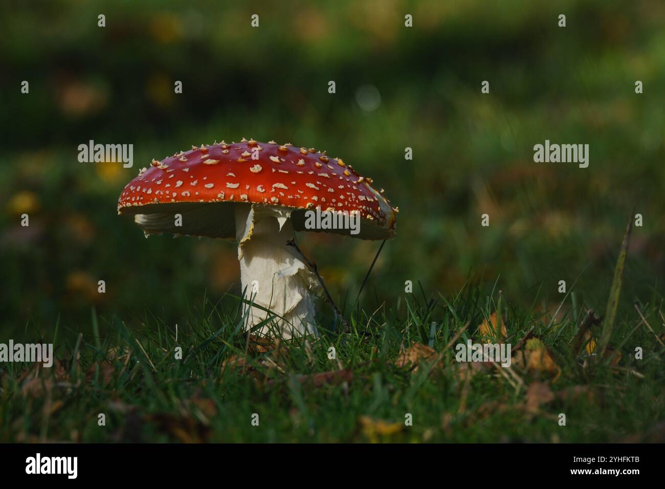 Fliegenpilze im New Forest Hampshire England. Stockfoto