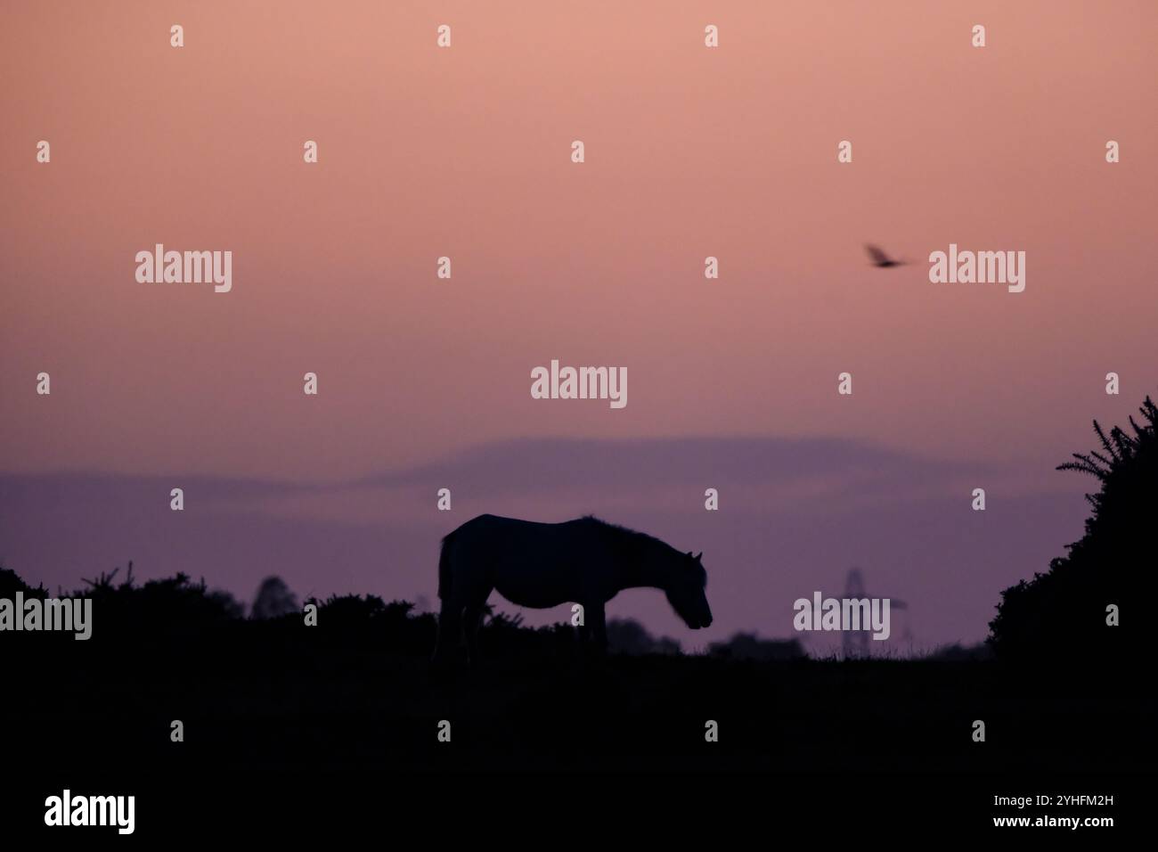 Eine flache Teleobjektiv-Silhouette eines New Forest Pony, das in der Dämmerung mit einem weichen, violetten Himmel und einer Fledermaus, die am Himmel mit Kopierraum fliegt. Stockfoto