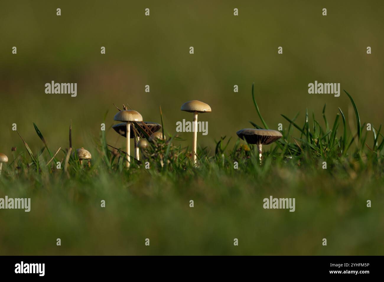Hohe Pilze konzeptionelles Bild, das hohe Gebäude im Gras darstellen könnte Stockfoto
