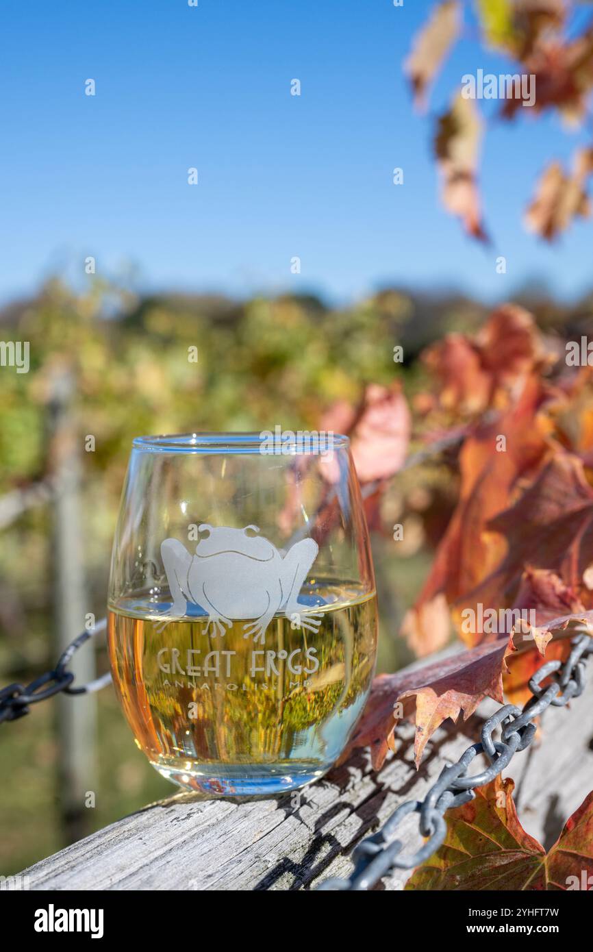 Ein Glas Chardonnay-Wein von Great Frogs Winery & Vineyard in Annapolis, Maryland Stockfoto