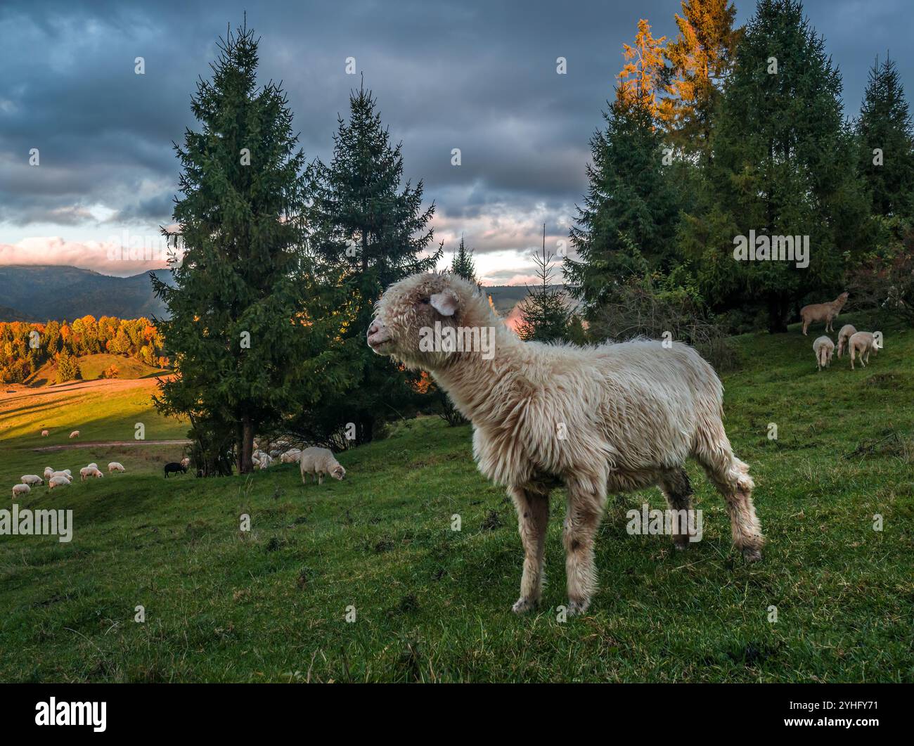 Ein Schaf, das friedlich auf grüner Weide weidet. Das Bild fängt die Ruhe und Einfachheit des Landlebens in einer ländlichen Umgebung ein. Stockfoto