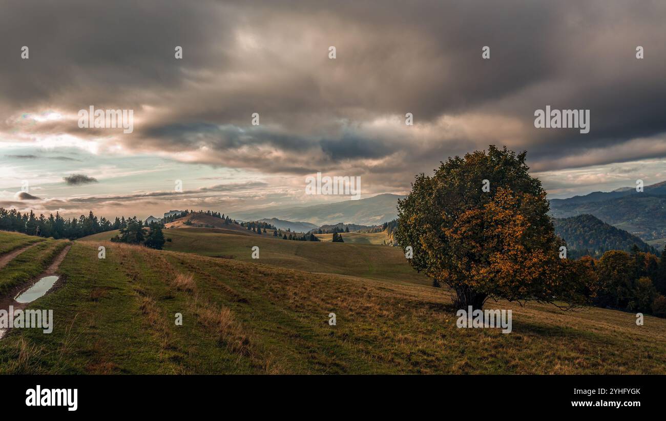 Eine ruhige Landschaft mit einem einsamen Baum auf einem Hügel unter einem dramatischen Himmel. Perfekt, um die Schönheit und Ruhe der Natur zu veranschaulichen. Ideal für Themen Stockfoto