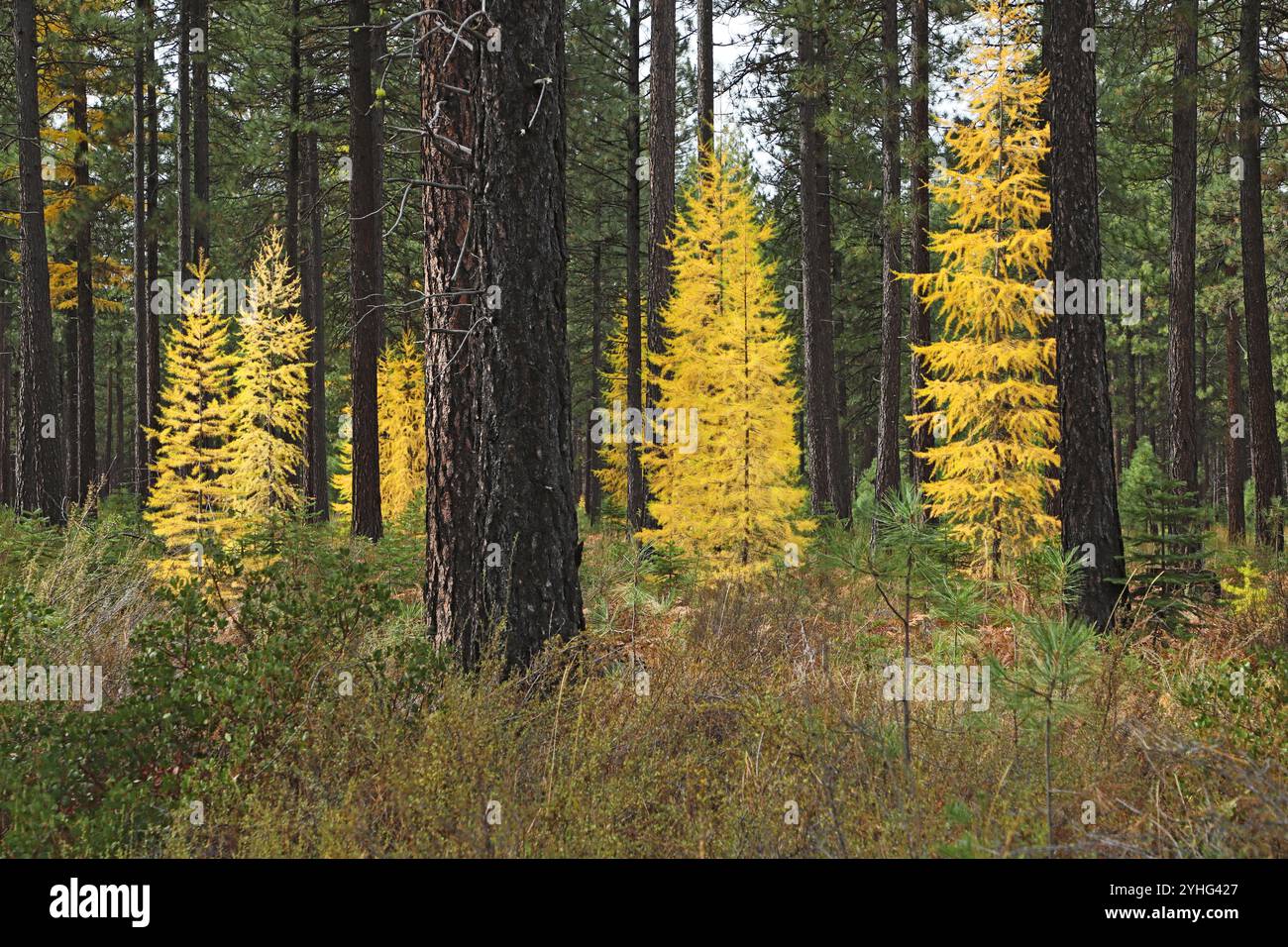 Lärchen, die in einem Wald in Zentral-Oregon wachsen, werden im Herbst Gold und verlieren dann ihre Nadeln bis zum Frühjahr. Sie sind eine der wenigen immergrünen tr Stockfoto