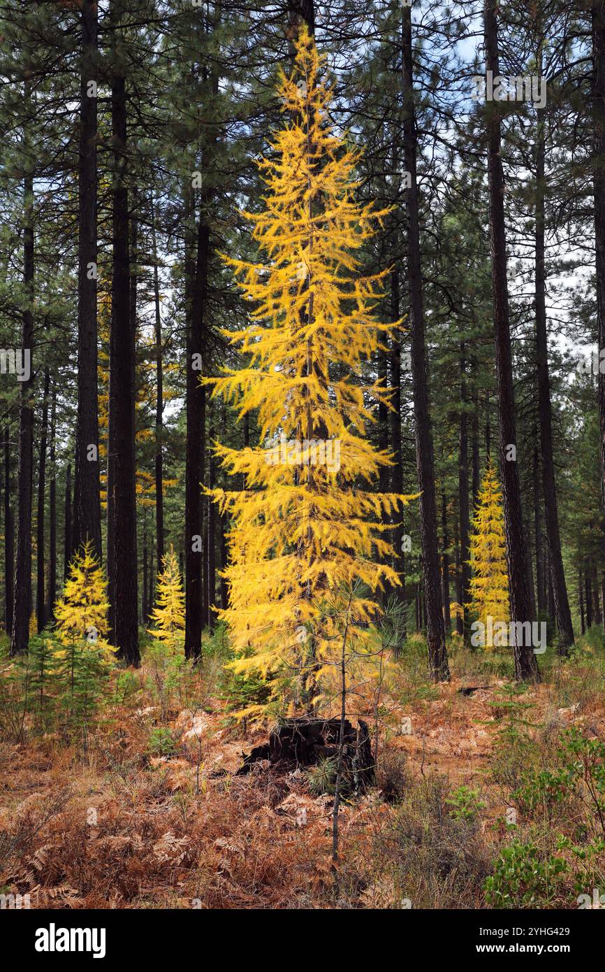 Lärchen, die in einem Wald in Zentral-Oregon wachsen, werden im Herbst Gold und verlieren dann ihre Nadeln bis zum Frühjahr. Sie sind eine der wenigen immergrünen tr Stockfoto
