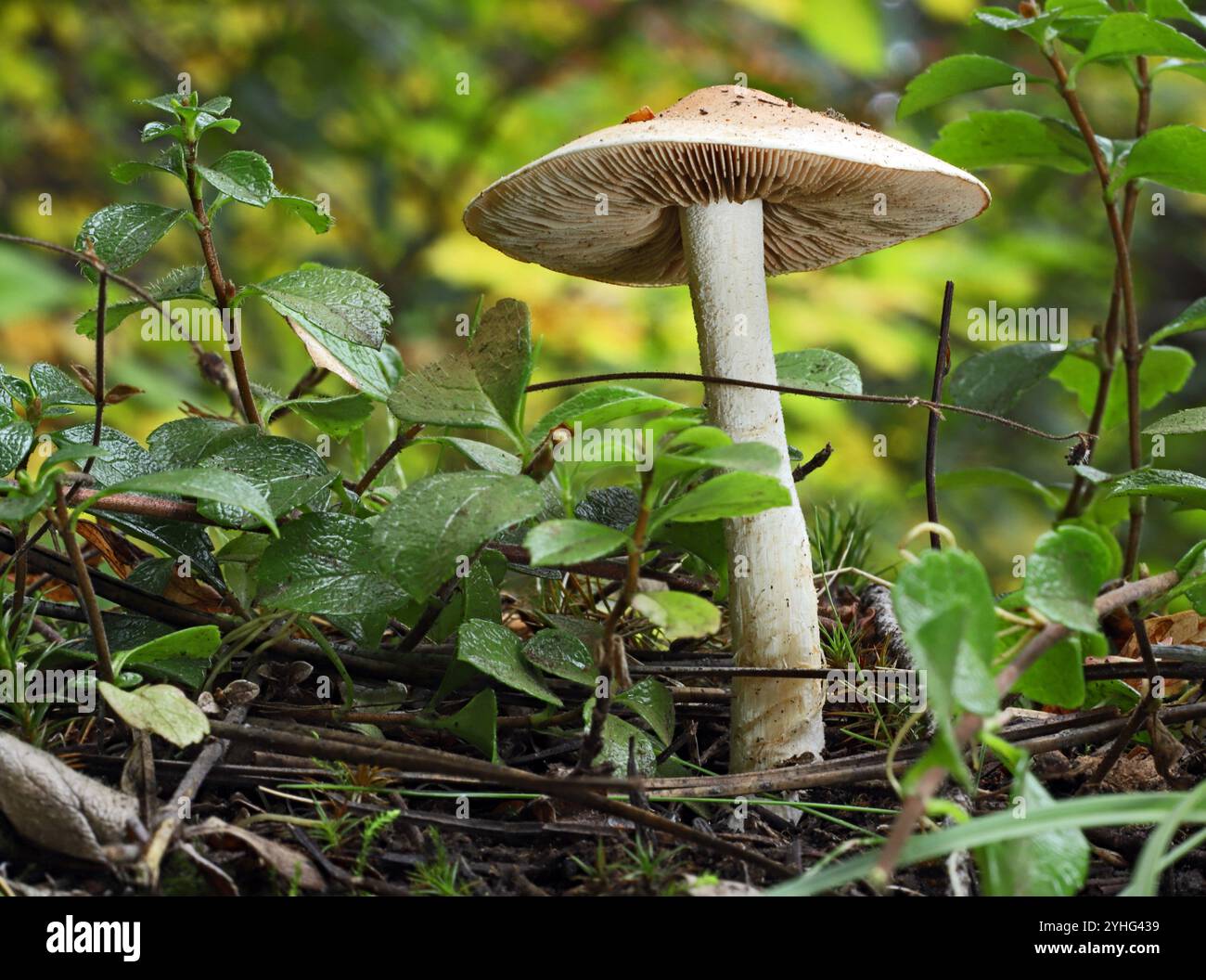 Poison Pie Mushroom, auch Bitter Poisonpie Pilze und Feenkuchen genannt, Hebeloma crustuliniforme, wächst in einem gemäßigten Regenwald im Osten Stockfoto