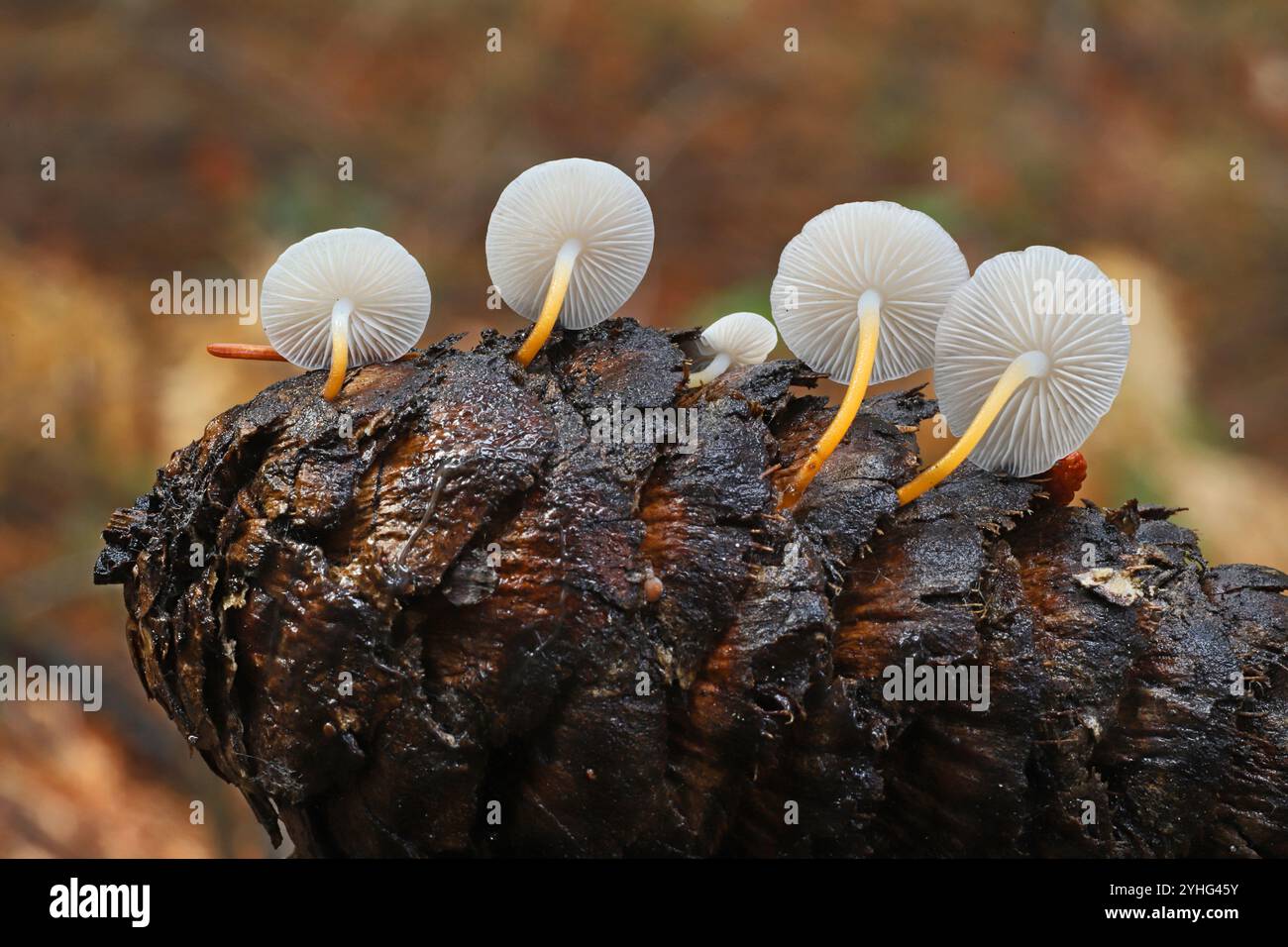Strobilurus trullisatus, auch Tannenpilz genannt, wächst aus Tannen- und Fichtenzapfen im Deschutes National Forest in den Kaskadengebirgen Stockfoto