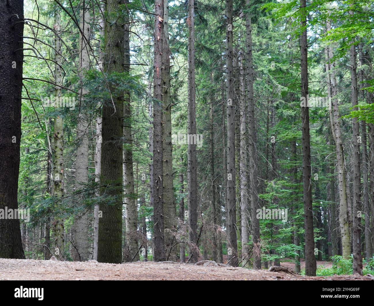 Fichtenwald im Bergresort Poiana Brasov, im Sommer in Rumänien Stockfoto