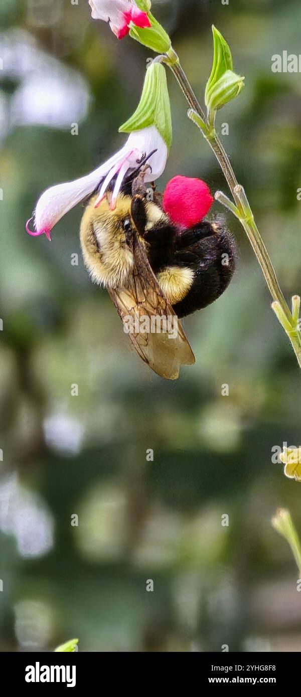 Bilder von Insekten, die tun, was sie am besten können! - Smartphone-aufgenommenes Stockfoto