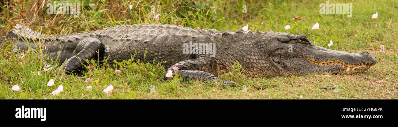 American Alligator im Brazos Bend State Park in Texas Stockfoto