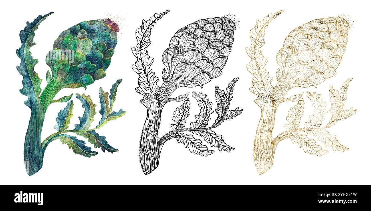 Wunderschön illustrierte Darstellungen von Artischocken in verschiedenen fesselnden künstlerischen Stilen. Isolierte Objekte auf weißem Hintergrund für die Gestaltung von Broschüren, Flyern, Websites, Artikeln, E-Packs, Etikett oder Werbung. Stockfoto