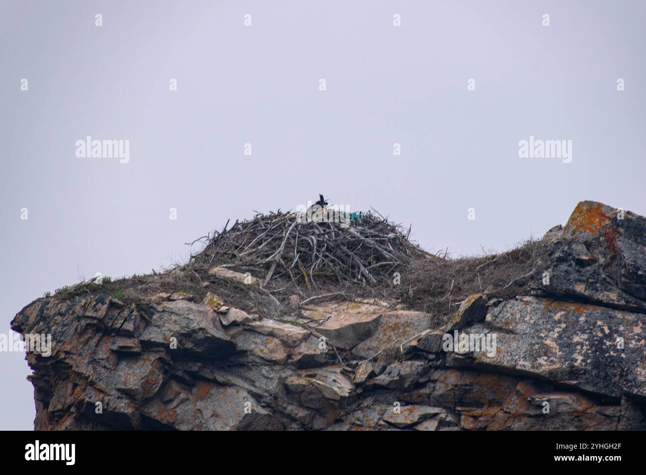 Ein Blick aus der Nähe auf ein Vogelnest inmitten verwitterter Felsen an einem grauen, bewölkten Tag, das die Tarnung und Widerstandsfähigkeit der Natur in einer Küstenlandschaft zeigt Stockfoto