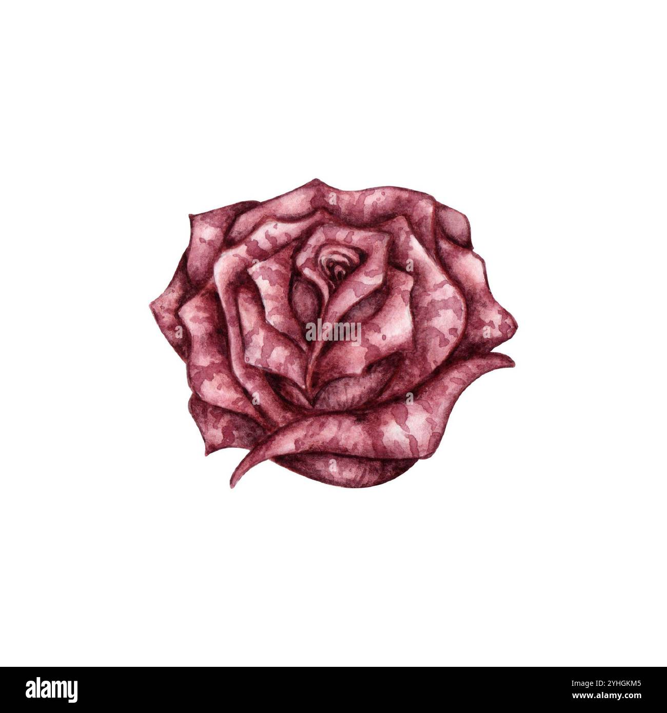 Rosenburgunderrot gotische Aquarellillustration. Botanische Dekoration für Halloween oder Day of the Dead isoliert vom Hintergrund. Konstruktionskonzept für Post Stockfoto