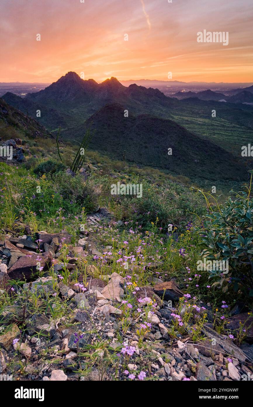 Wildblumen blühen entlang des Two Bit Peak Trail unter einem farbenfrohen Sonnenuntergang über dem Piestawa Peak. Phoenix Mountains Preserve, Arizona Stockfoto