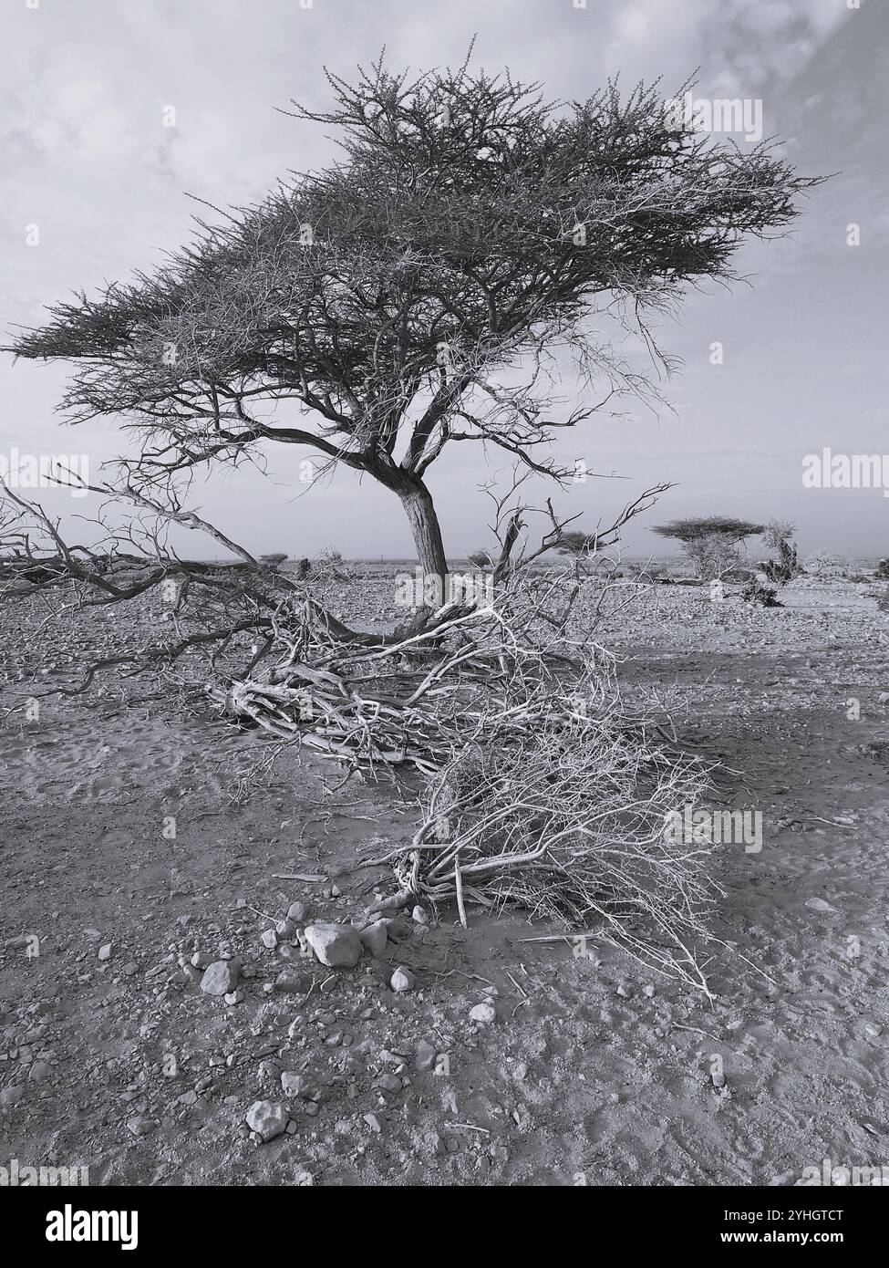 Reisen Sie in Oman mit einem Geländewagen im Geländewagen Stockfoto