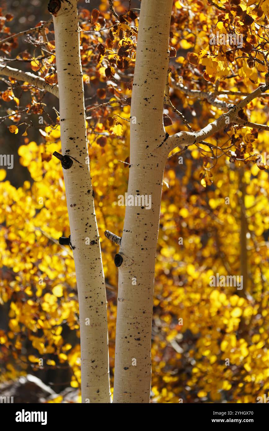 Ein Paar herbstliche Aspen-Shorts Stockfoto