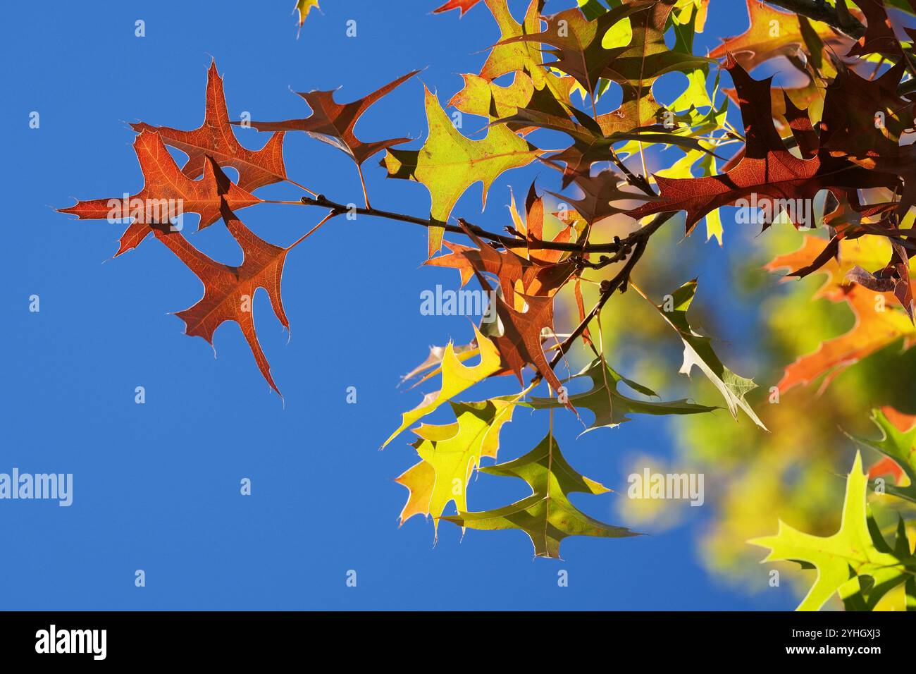 Scharlach-Eichenblätter, die im Herbst übergehen Stockfoto