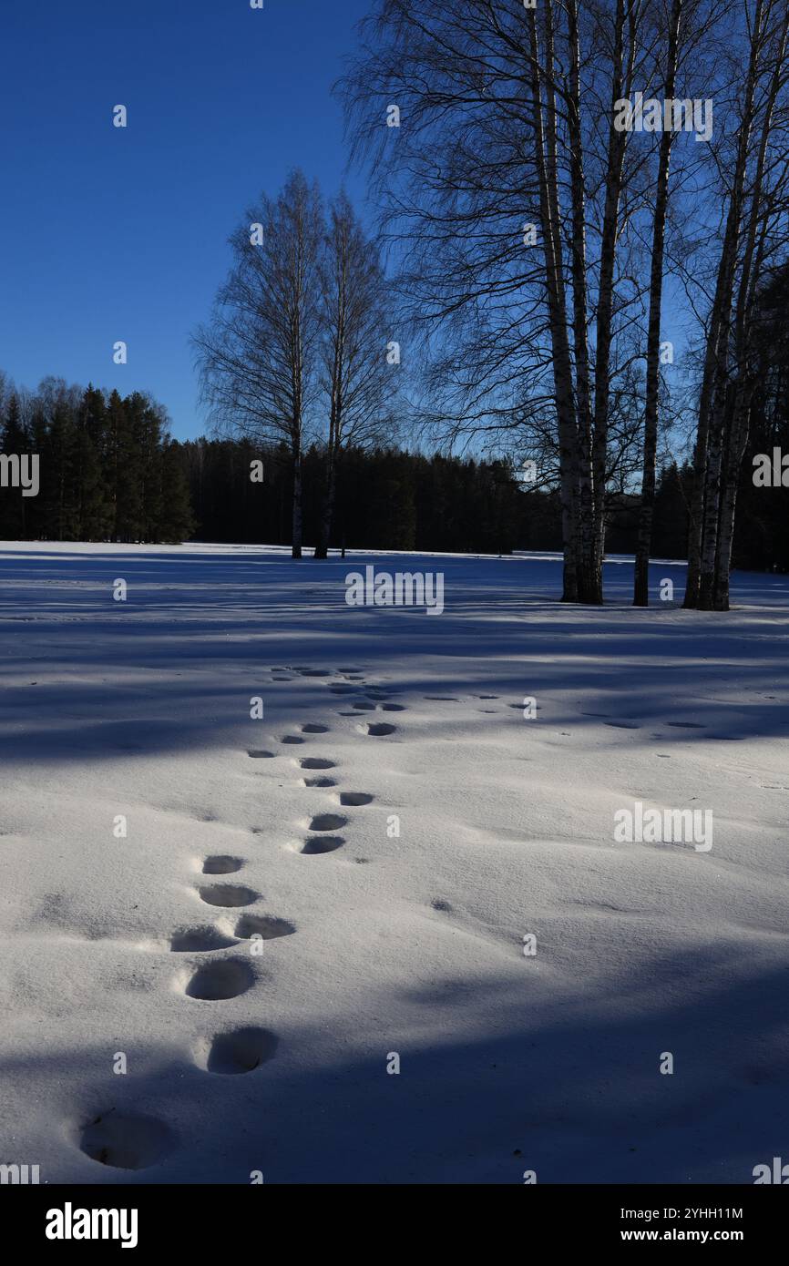 Schneebedecktes Feld mit Fußabdrücken, die von der Morgensonne und langen Schatten von Bäumen in vertikaler Ausrichtung beleuchtet werden Stockfoto
