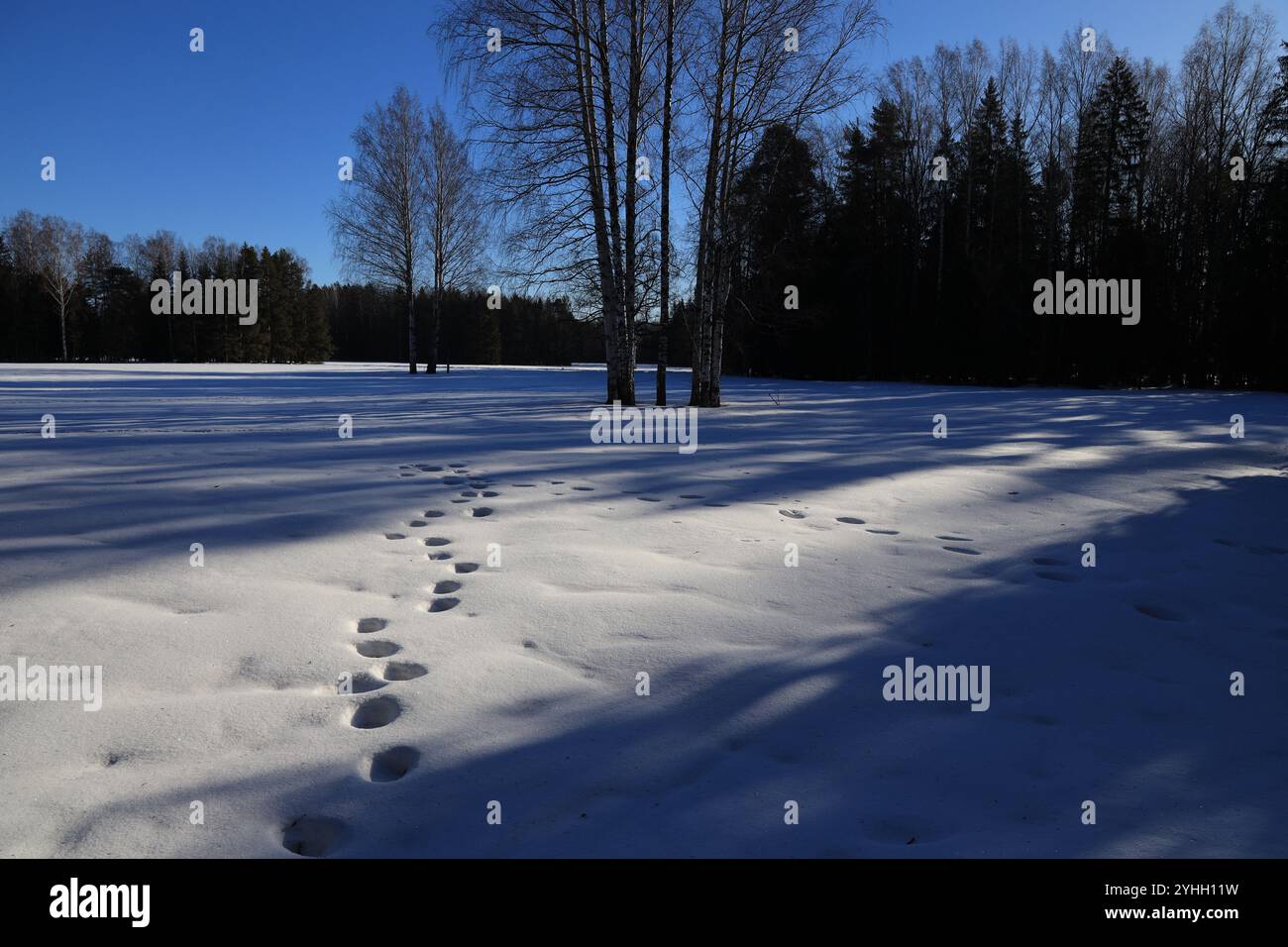 Winterlandschaft mit schneebedecktem Feld und Fußspuren und langen Morgenschatten von Bäumen Stockfoto