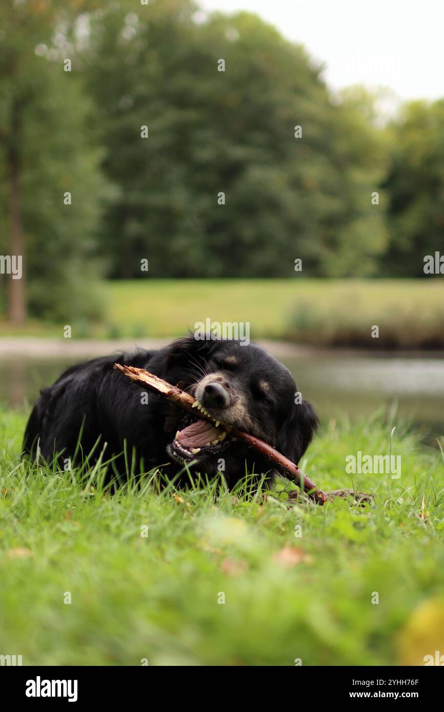 Adoptierter schwarzer Hund beißt im Sommer einen Ast auf der Wiese. Stockfoto