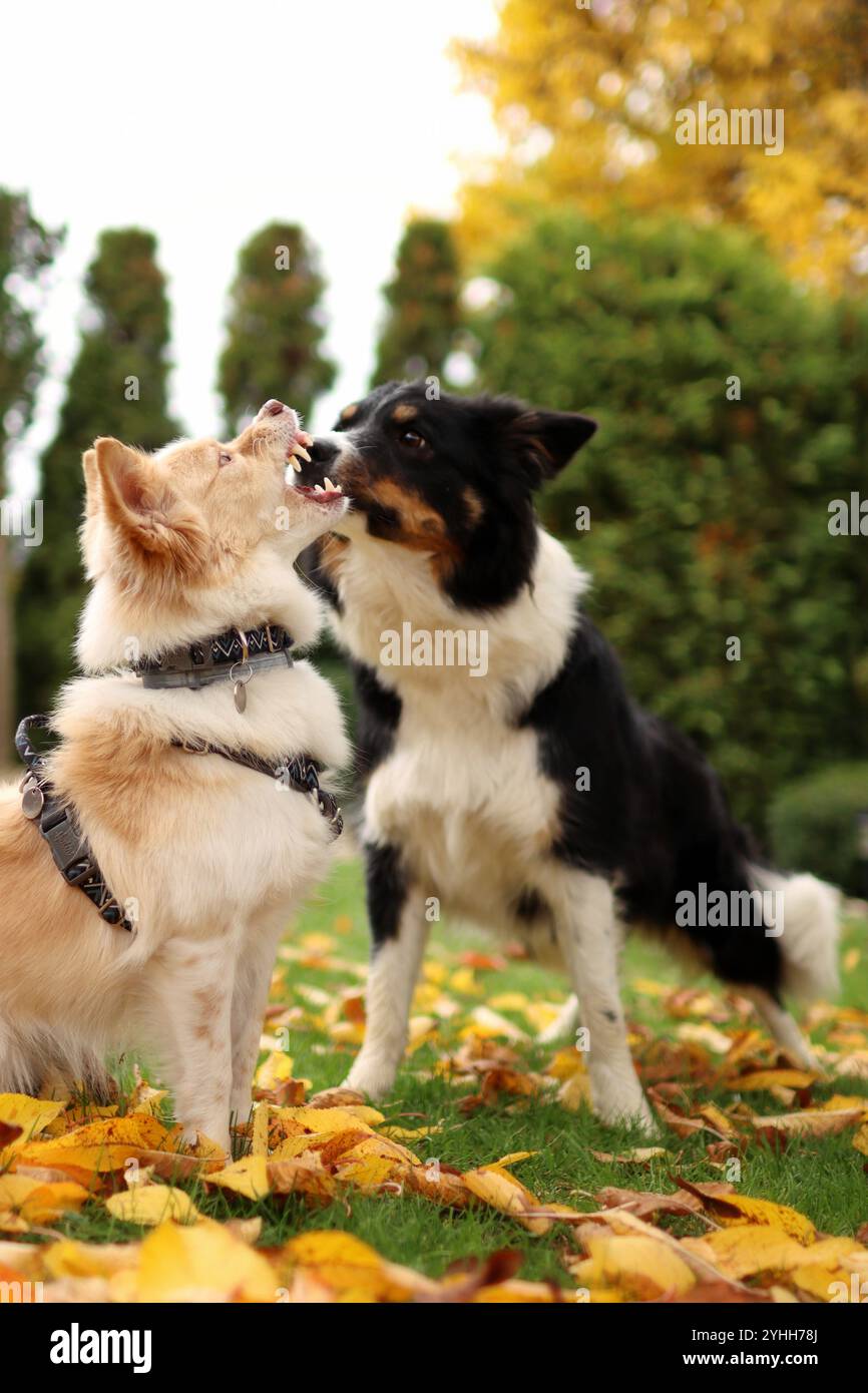 Ein kleiner heller Hund zeigt ihre Zähne an einem größeren Border Collie. Es ist Herbst und überall sind gelbe Blätter Stockfoto