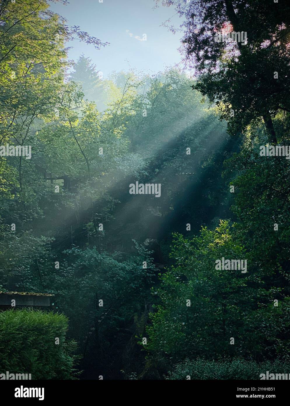 Sonnenstrahlen oder Sonnenlicht, die durch Bäume in einem Wald in Deutschland kommen Stockfoto
