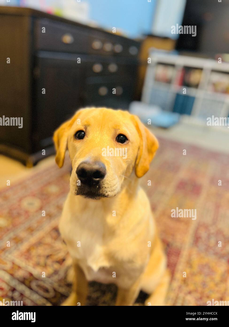 Nahaufnahme eines Labrador Hündchens drinnen mit warmen Tönen - Smartphone-aufgenommenes Stockfoto