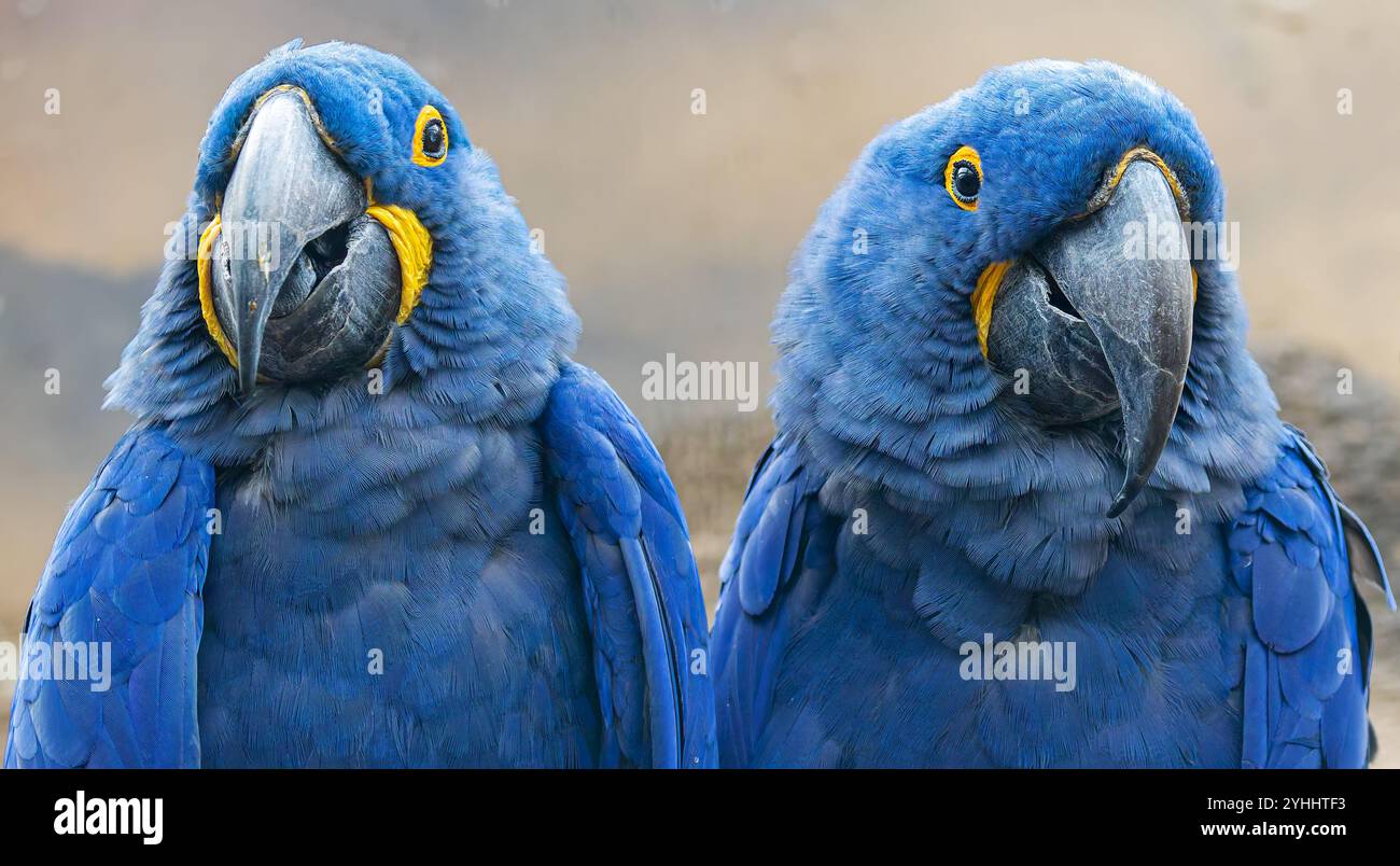 Nahaufnahme eines Paares Hyazinthenaras (Anodorhynchus hyacinthinus) Stockfoto