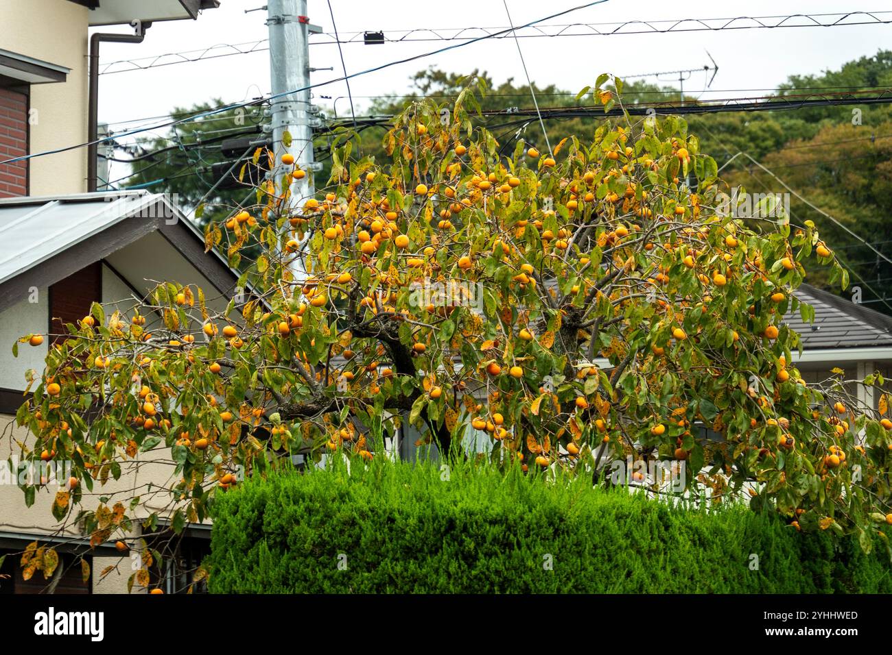 Straßen von Tokio Stockfoto