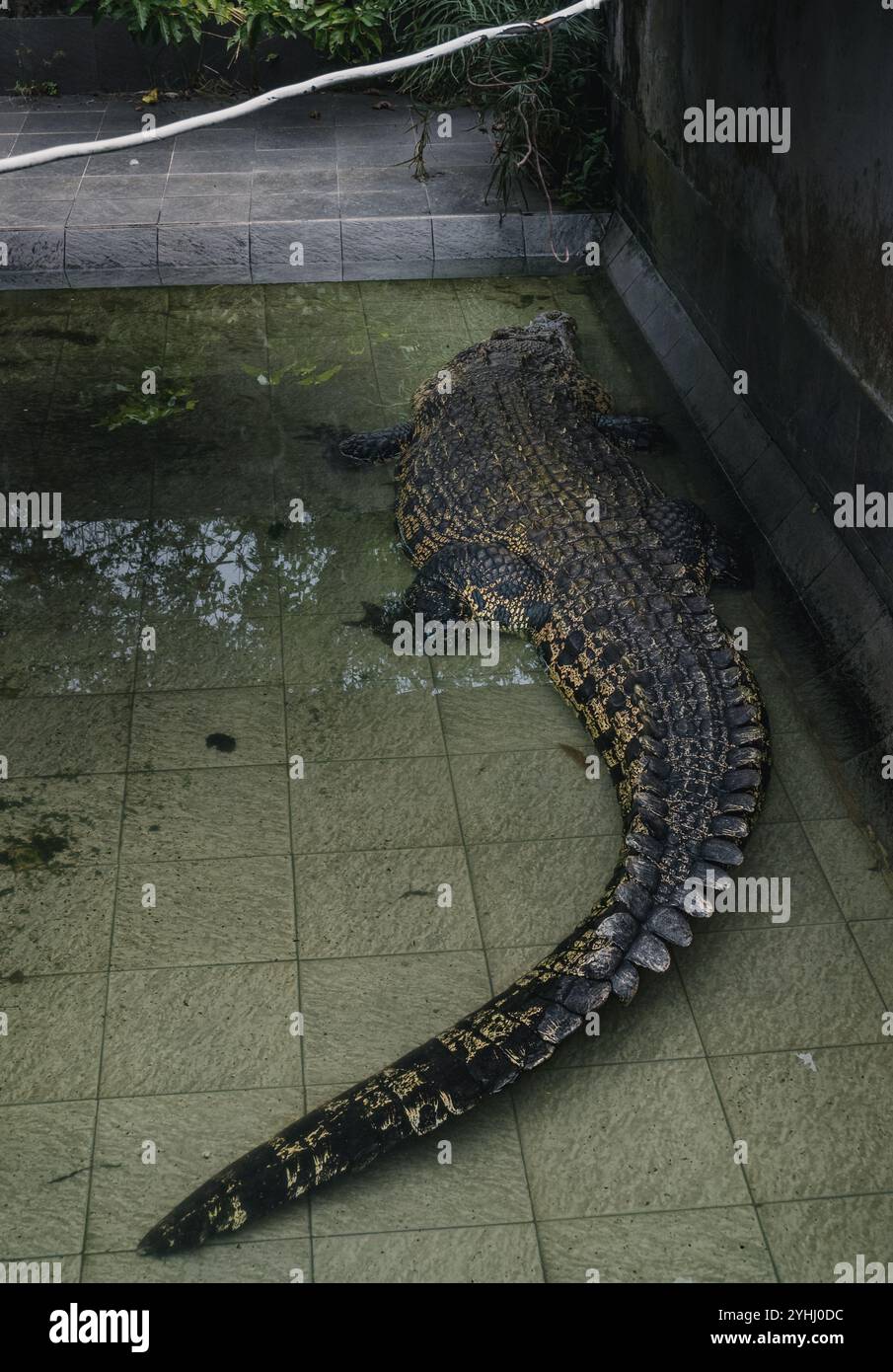Ein großes Salzwasserkrokodil entspannt sich in seinem grünen Pool im Tritip Krokodil-Zuchtzentrum in Balikpapan Stockfoto