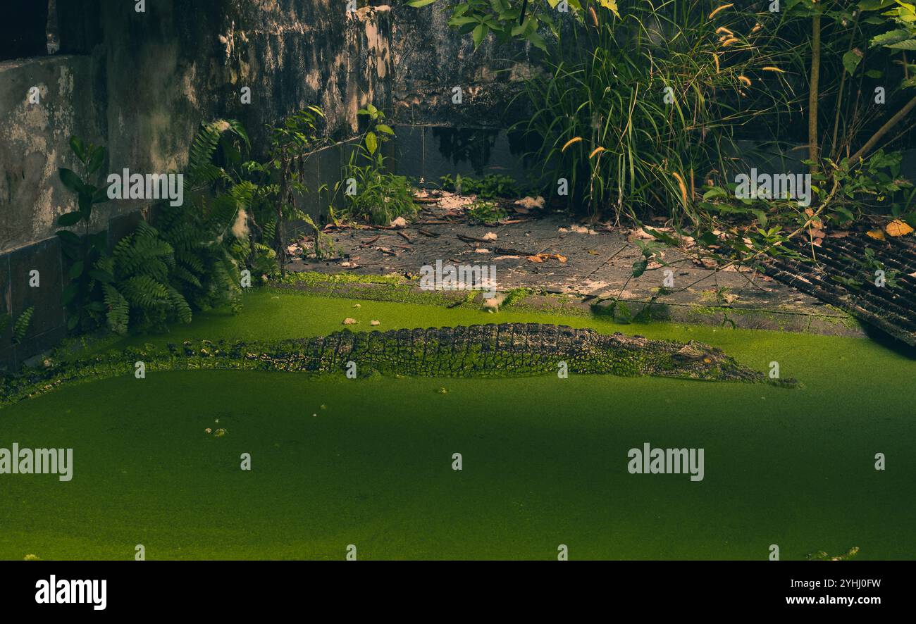 Ein großes Salzwasserkrokodil entspannt sich in seinem grünen Pool im Tritip Krokodil-Zuchtzentrum in Balikpapan Stockfoto