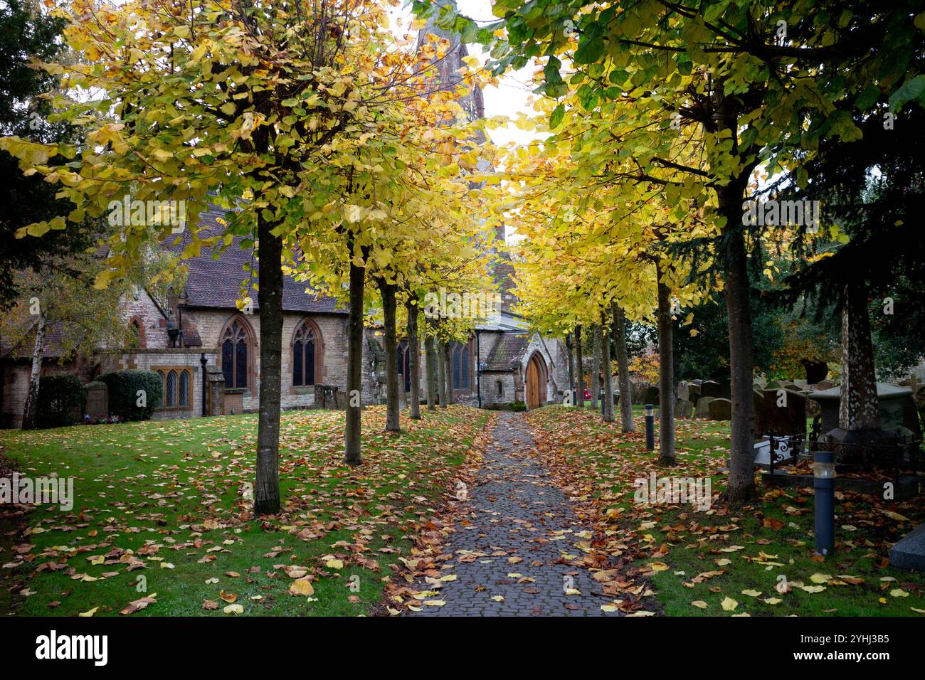 Eine Allee mit Limetten im Herbst in St. James Church, Southam, Warwickshire, England, Großbritannien Stockfoto