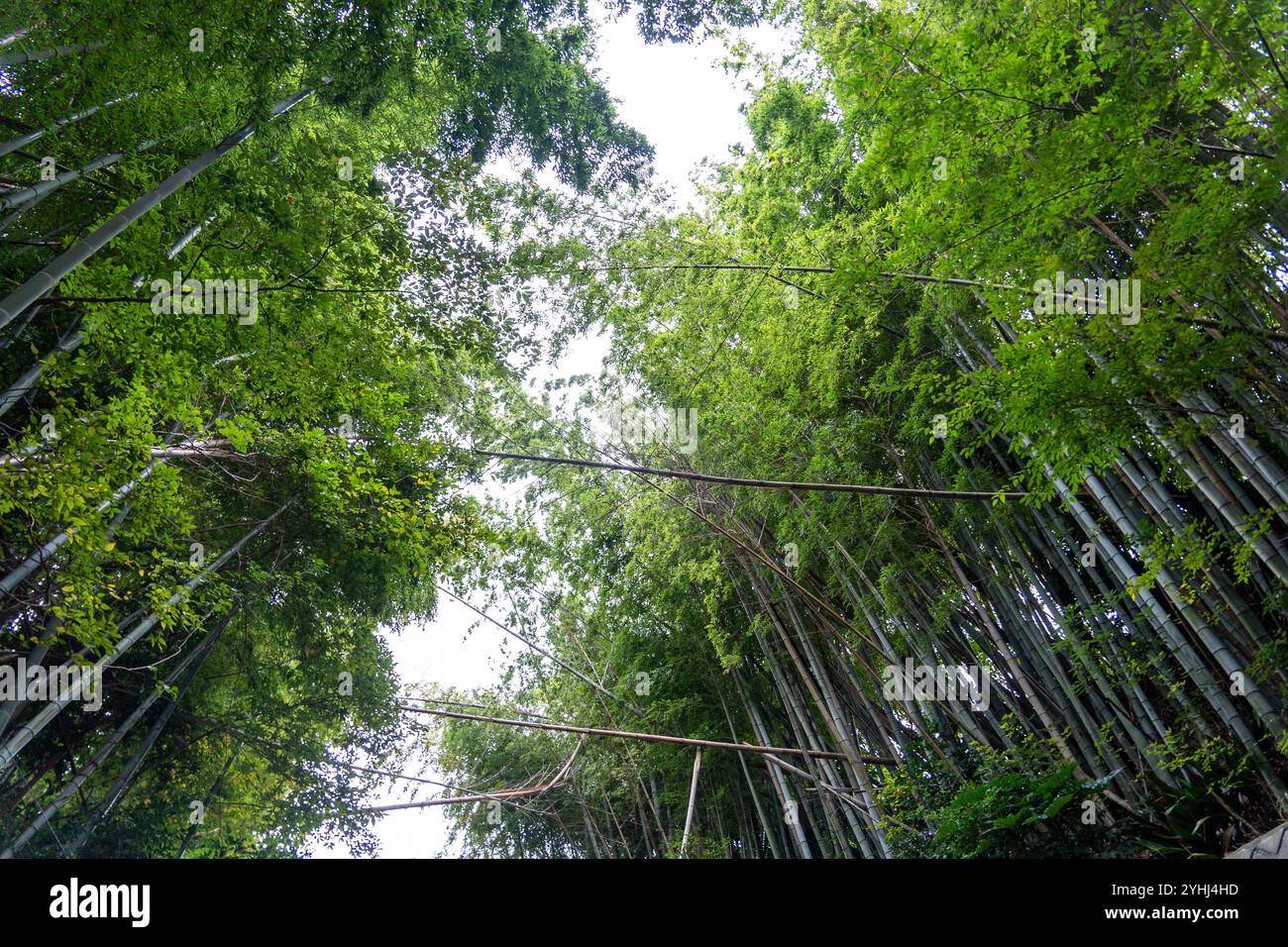 Straßen von Tokio Stockfoto