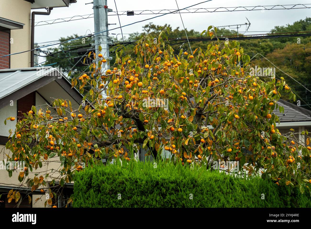 Straßen von Tokio Stockfoto