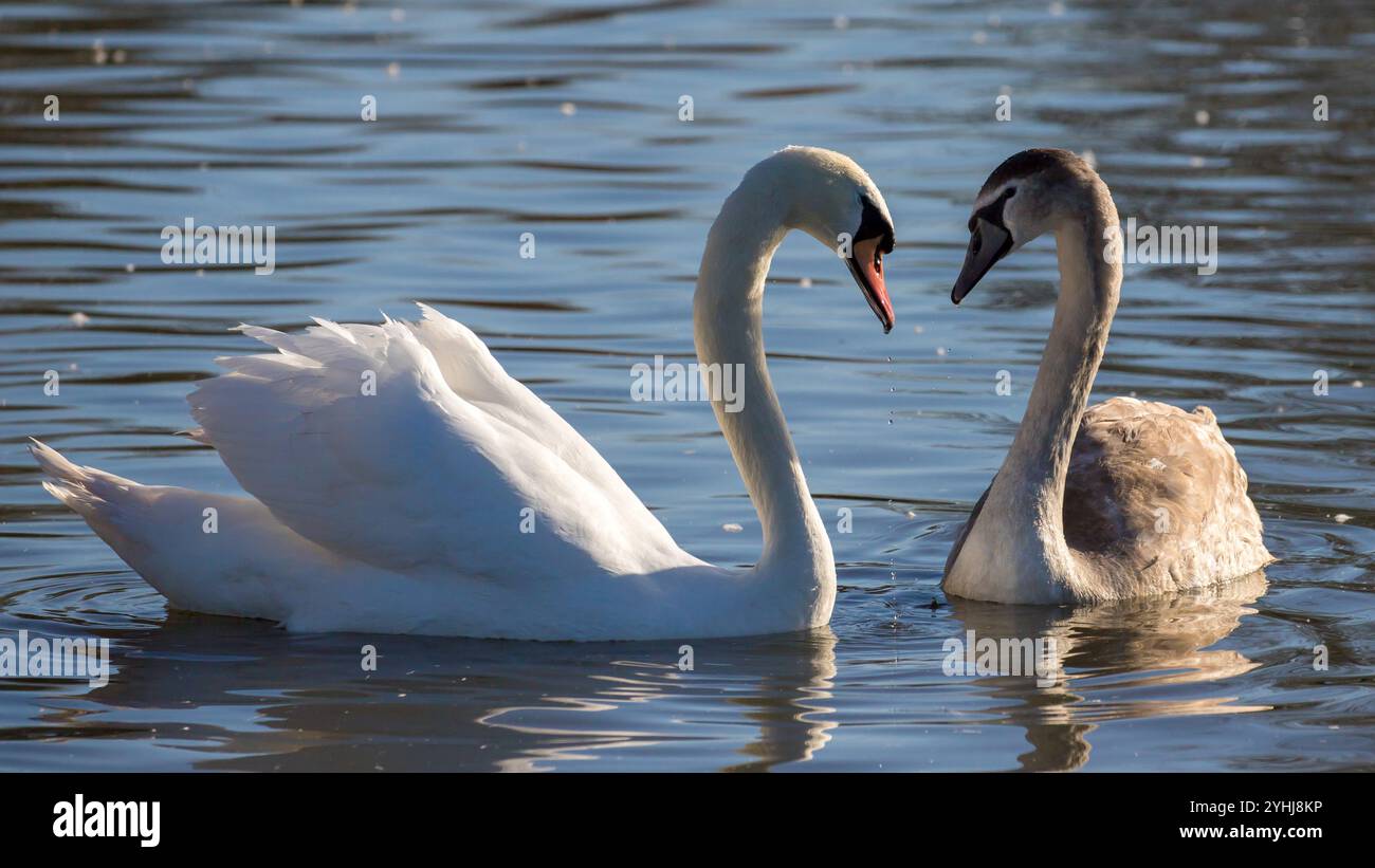 Stummer Schwan mit dem jungen Cygnet Stockfoto