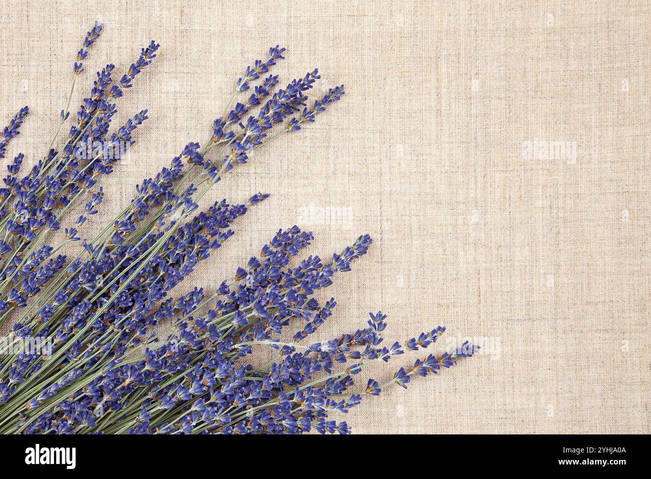 Trockene Lavendelblüten auf einem Leinenstoff Hintergrund Stockfoto