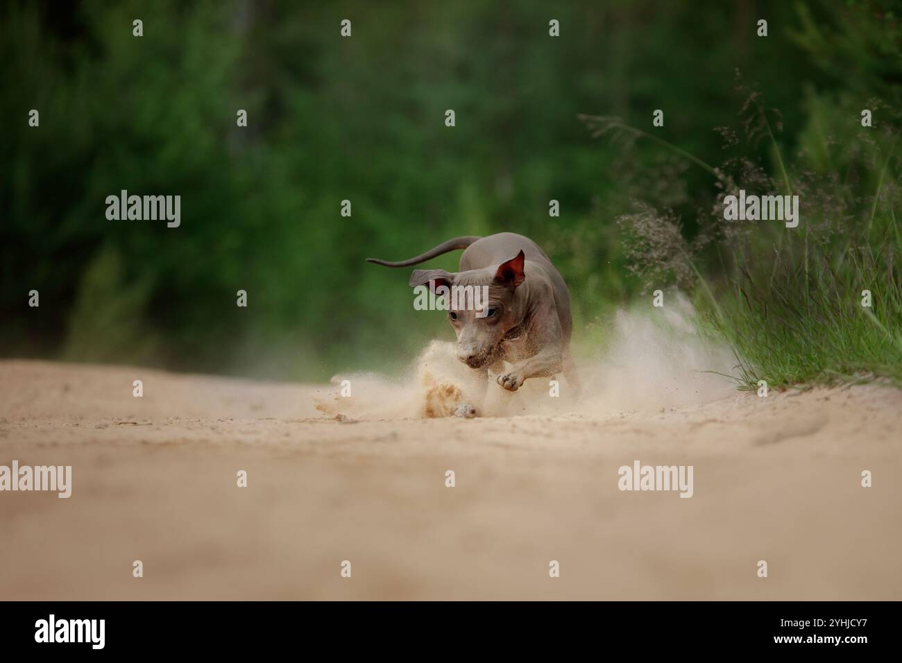 Ein amerikanischer Hairless Terrier läuft auf einer Feldstraße, mit allen vier Pfoten vom Boden. Die spielerische Energie des Hundes wird in der ländlichen Landschaft gefangen. Stockfoto