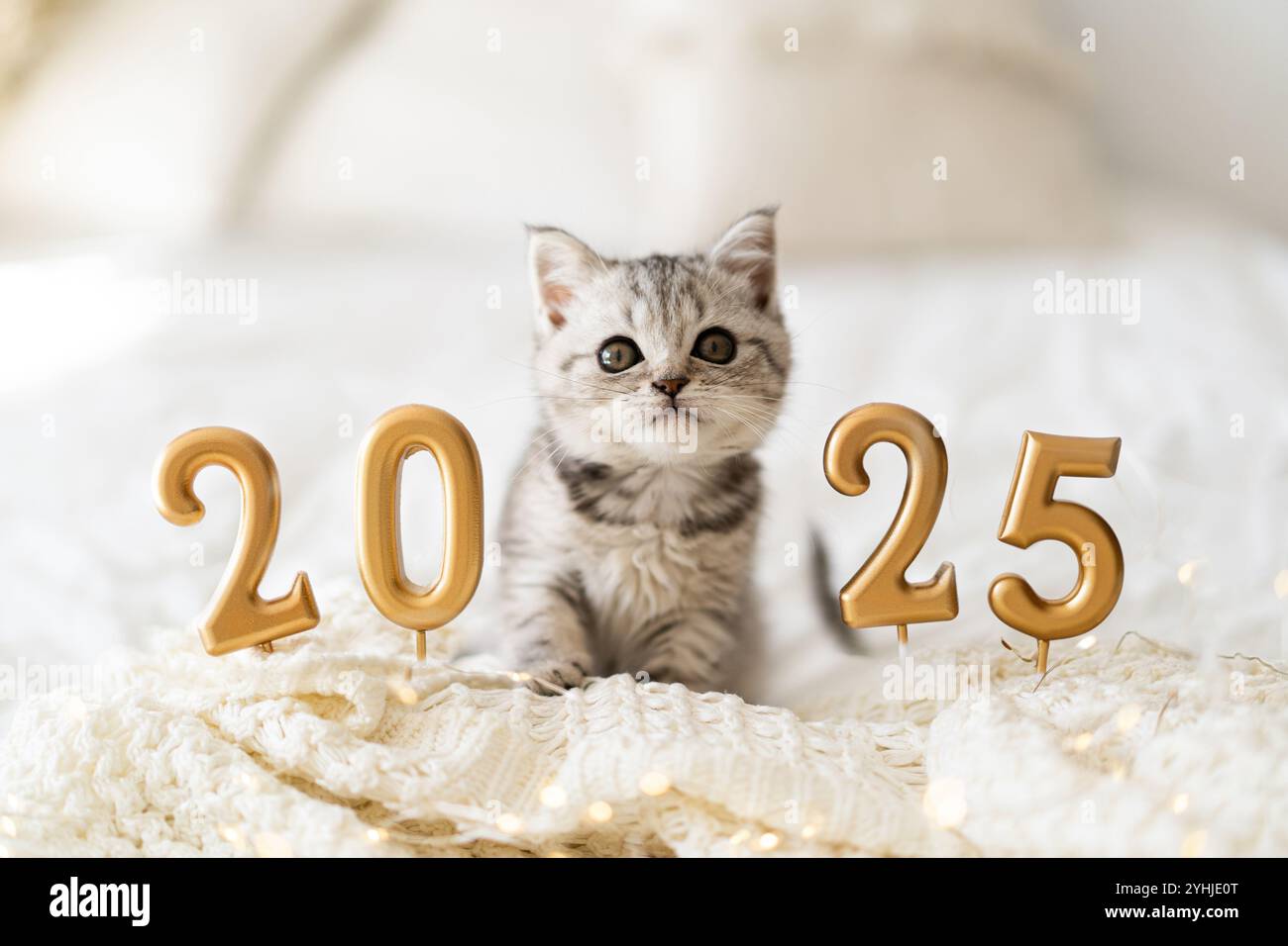 Ein süßes Tabbykätzchen der schottischen Katzenrasse sitzt auf einer Strickdecke. Gute Neujahrsstimmung. Postkarte 2025 fertig. Happy New Year Tier, pe Stockfoto