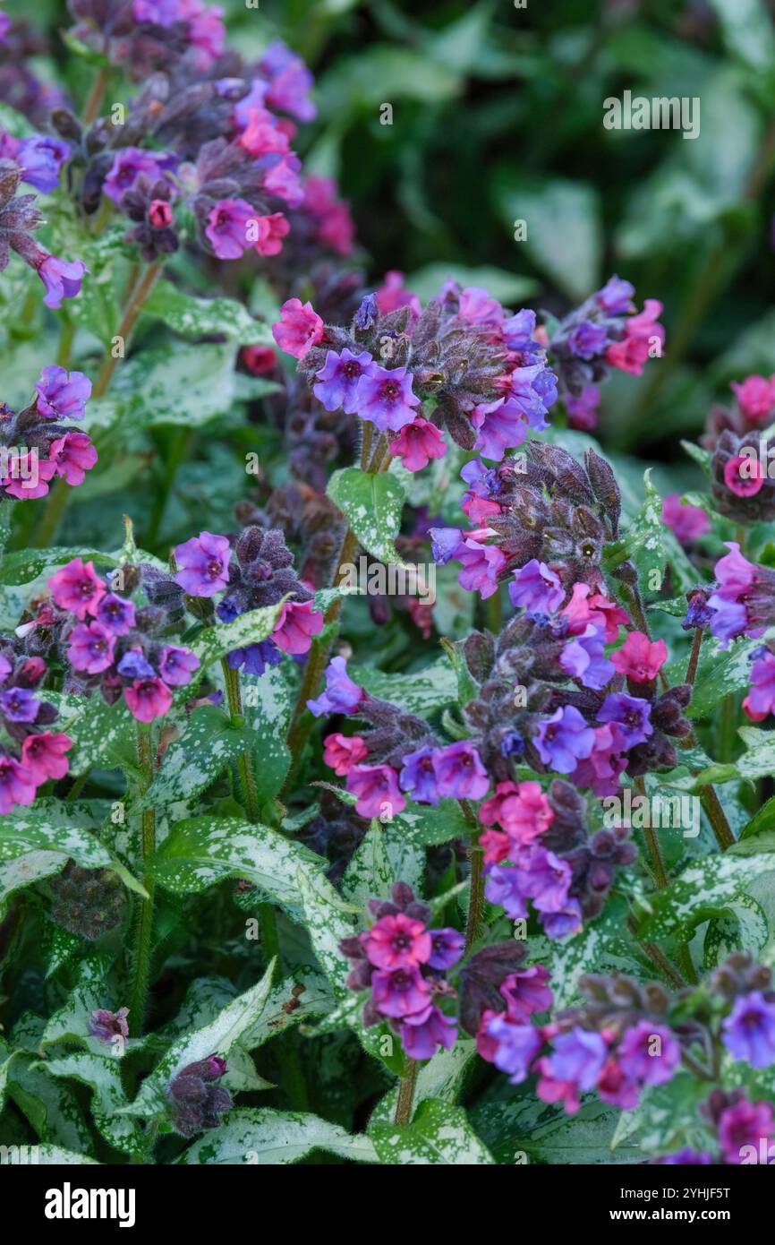 Pulmonaria Diana Clare, Lungenkraut Diana Clare, schmale silbrig-grüne Blätter, dunkelgrüne Flecken, violettblaue Blüten Stockfoto