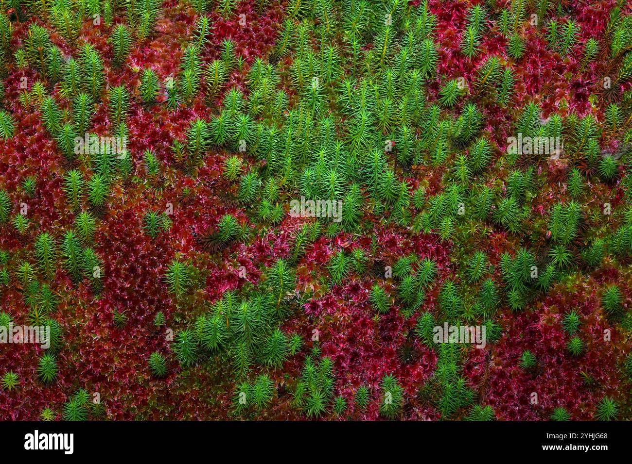Die Moosgemeinde Polytrichum, hier mit Sphagnum-Moos, wächst typischerweise in Mooren und feuchten Heideflächen. Sie kommt in gemäßigten und borealen Breiten vor. Stockfoto